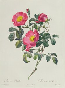 Rosa lumila